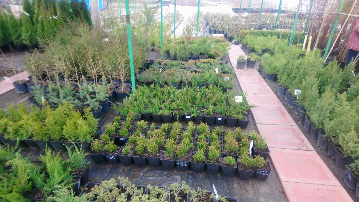 Декоративные хвойные