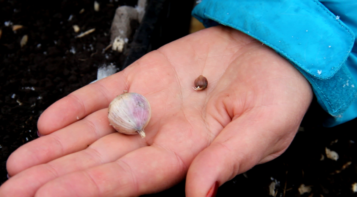 Вот так выглядит маленькая бульбочка и однозубка ЧЕСНОКА.