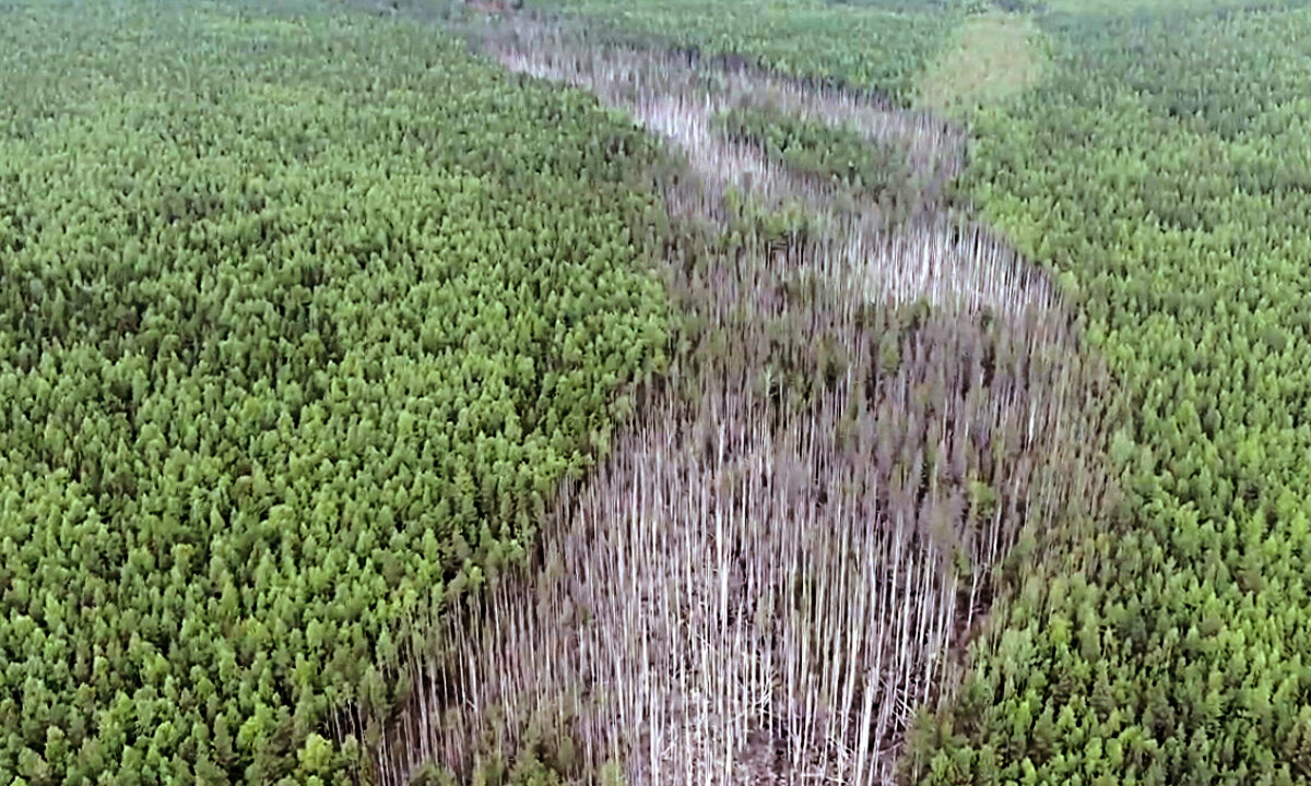 Вырубка лесов. Долина мехико обезлесение. Вырубка лесов. Истребление лесов. Куда девается лес.