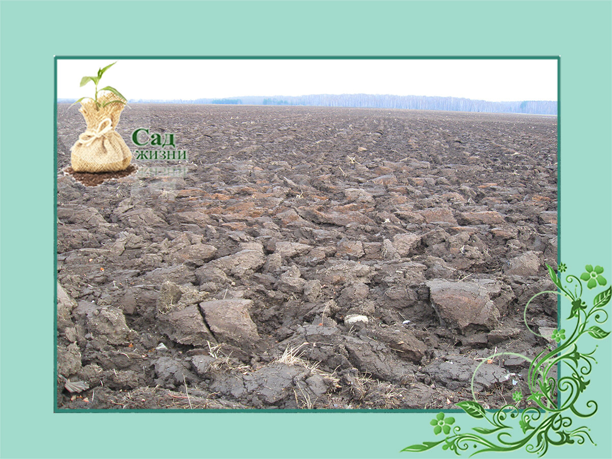А вы проверяли плодородие почвы при покупке участка?