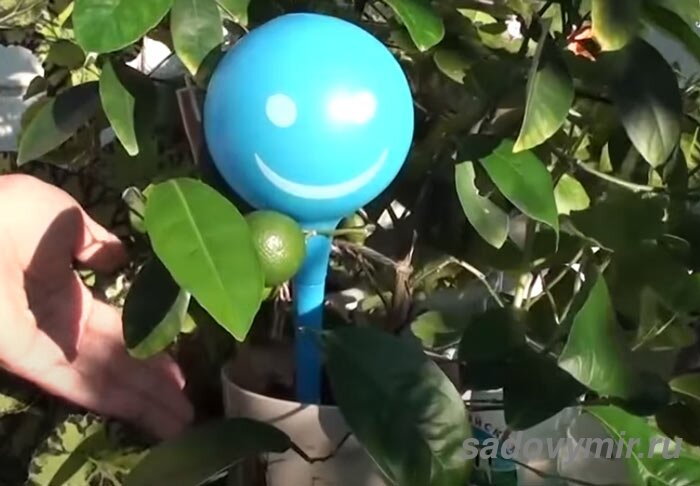 Он плохо переносит как слишком плотный пересушенный грунт, так и чрезмерный полив. 