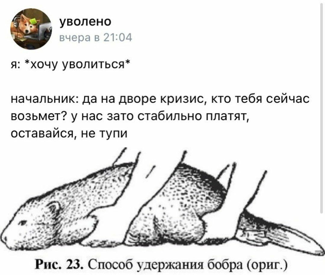 Поднял бобра