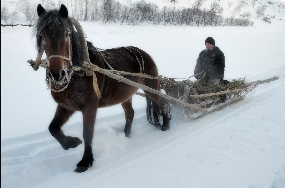 Лошадь запряженная в сани