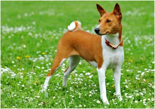 Фото с ресурсов Google.