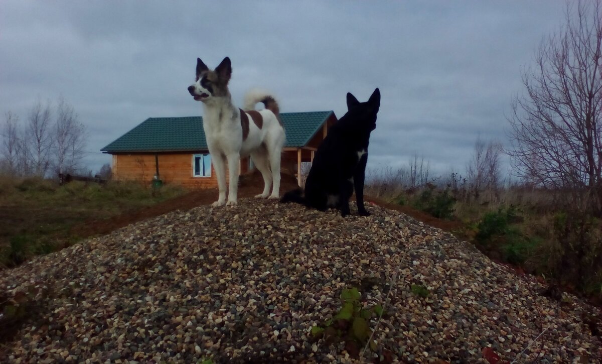 Собаки за работой. Вся округа под бдительной охраной.