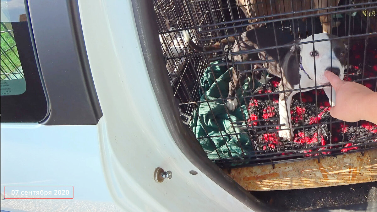 Шрек в машине, мы едем на обследование