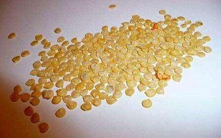 Семена перца