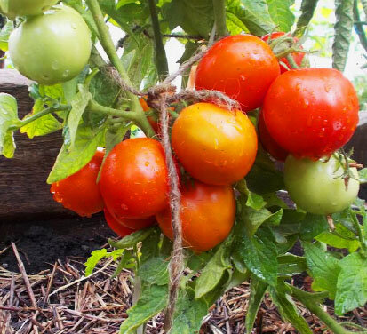 Сорт Максимка.