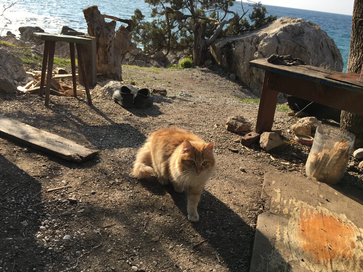 Кот встречает меня 