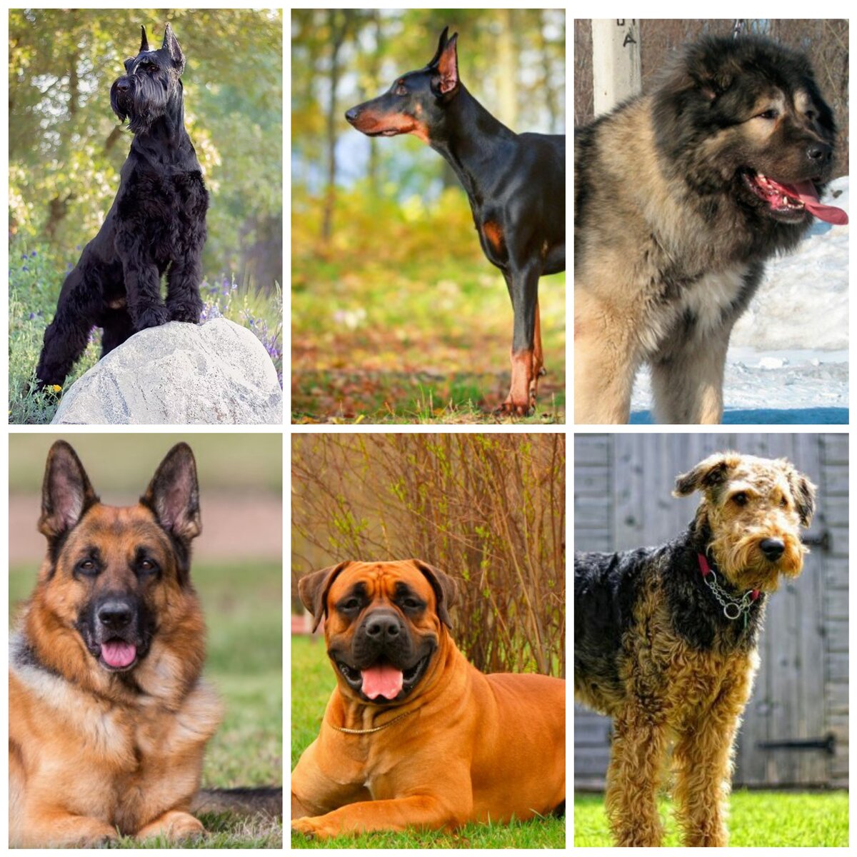 Augusto the dog trainer with unleashed German Shepherds German shepherd dogs, Sa