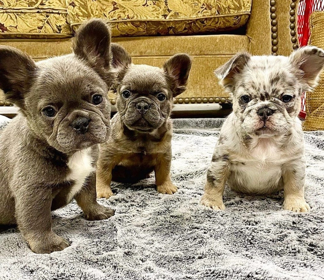 Милые щенки бульдога :)