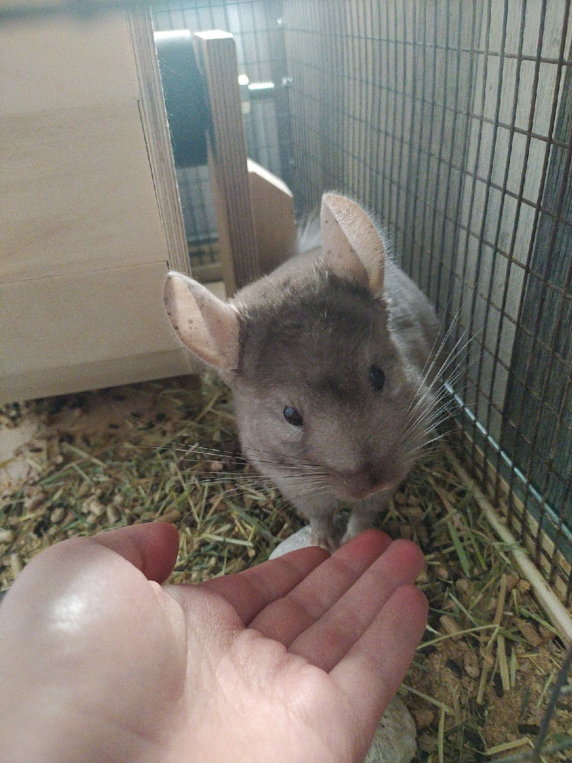 Моя шиншилла Семен( позже я узнала, что так называют оочень многих шиншилл)