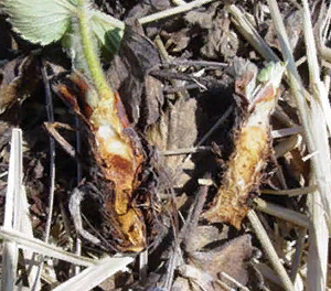 Подмерзание сердечка происходит при достаточно низких температурах. Источник фото: http://клубника.виноградная-долина.рф
