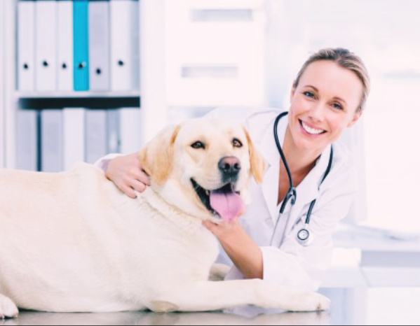 Большинство собак не любят посещать ветеринара. Постарайтесь с раннего возраста приучить собаку к награде после беспроблемного осмотра