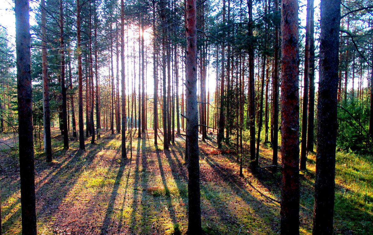 Фото из интернета.