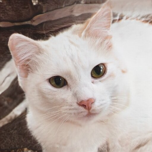 Эта белая морда ненастоящая