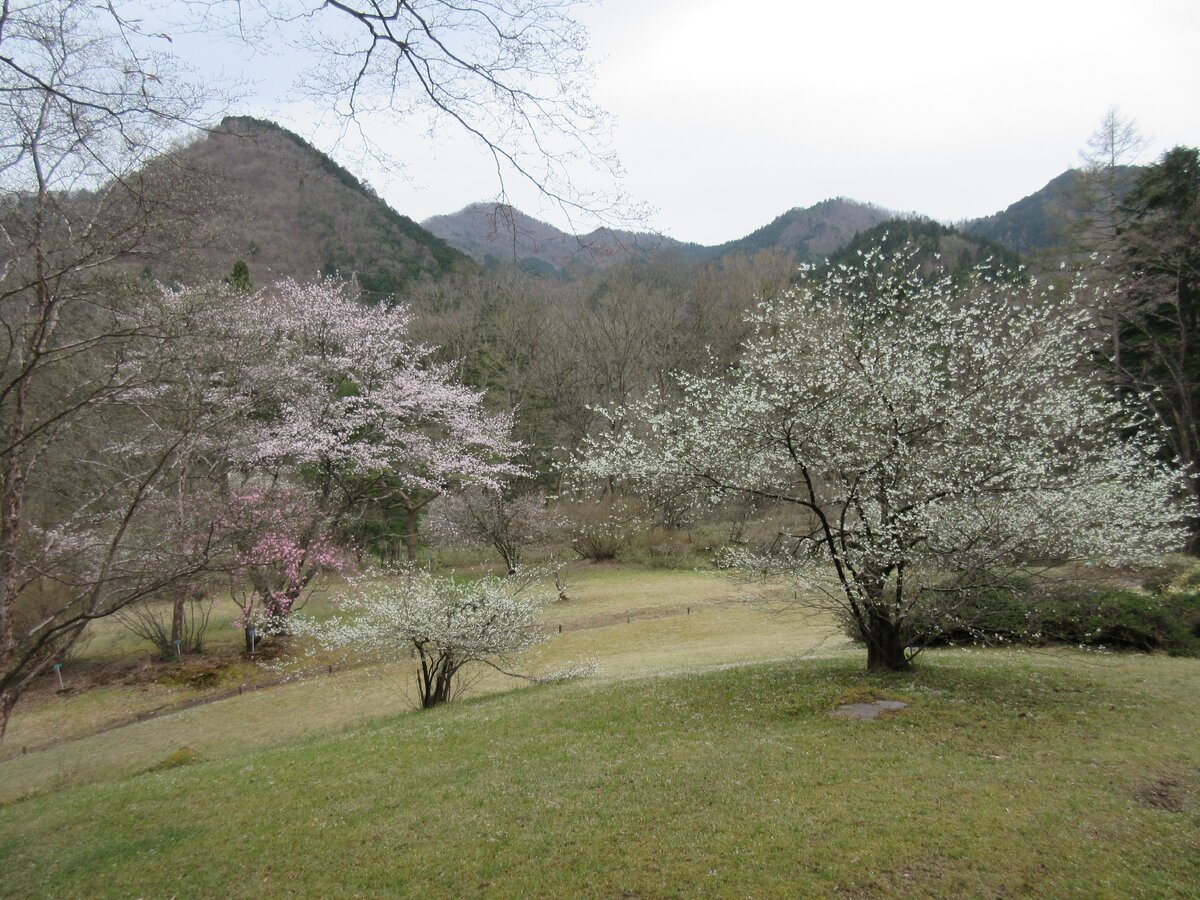 Ботанический сад Никко