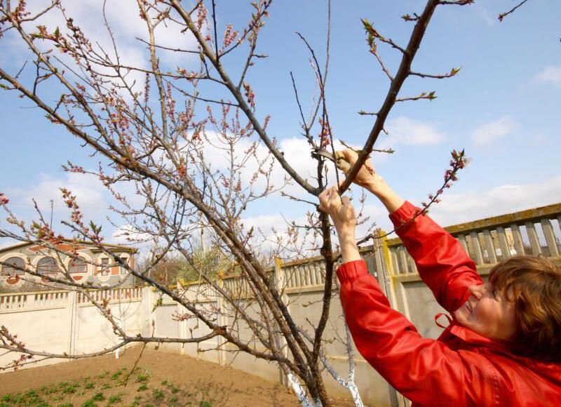 Какие работы проводить в саду в апреле