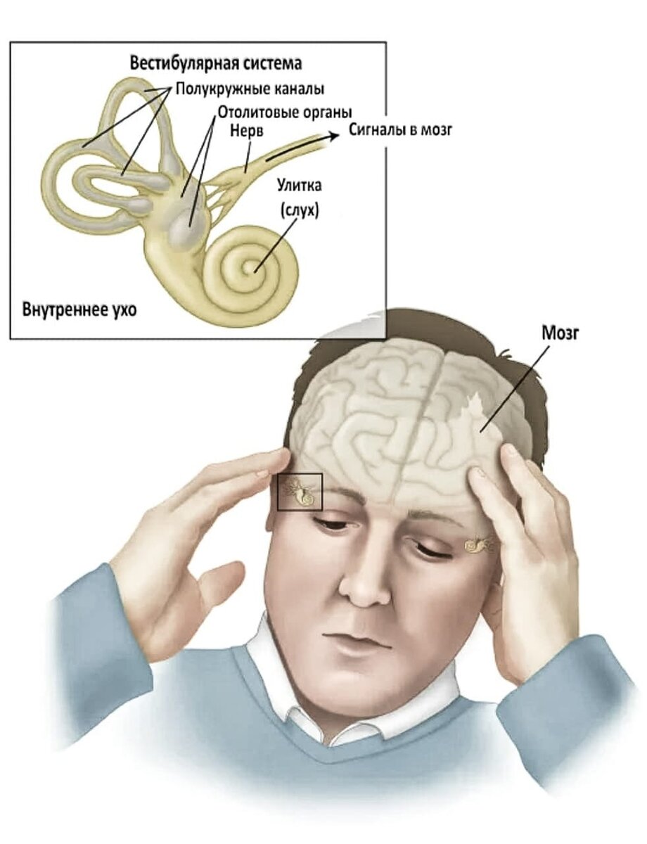 Вестибулярный аппарат картинка