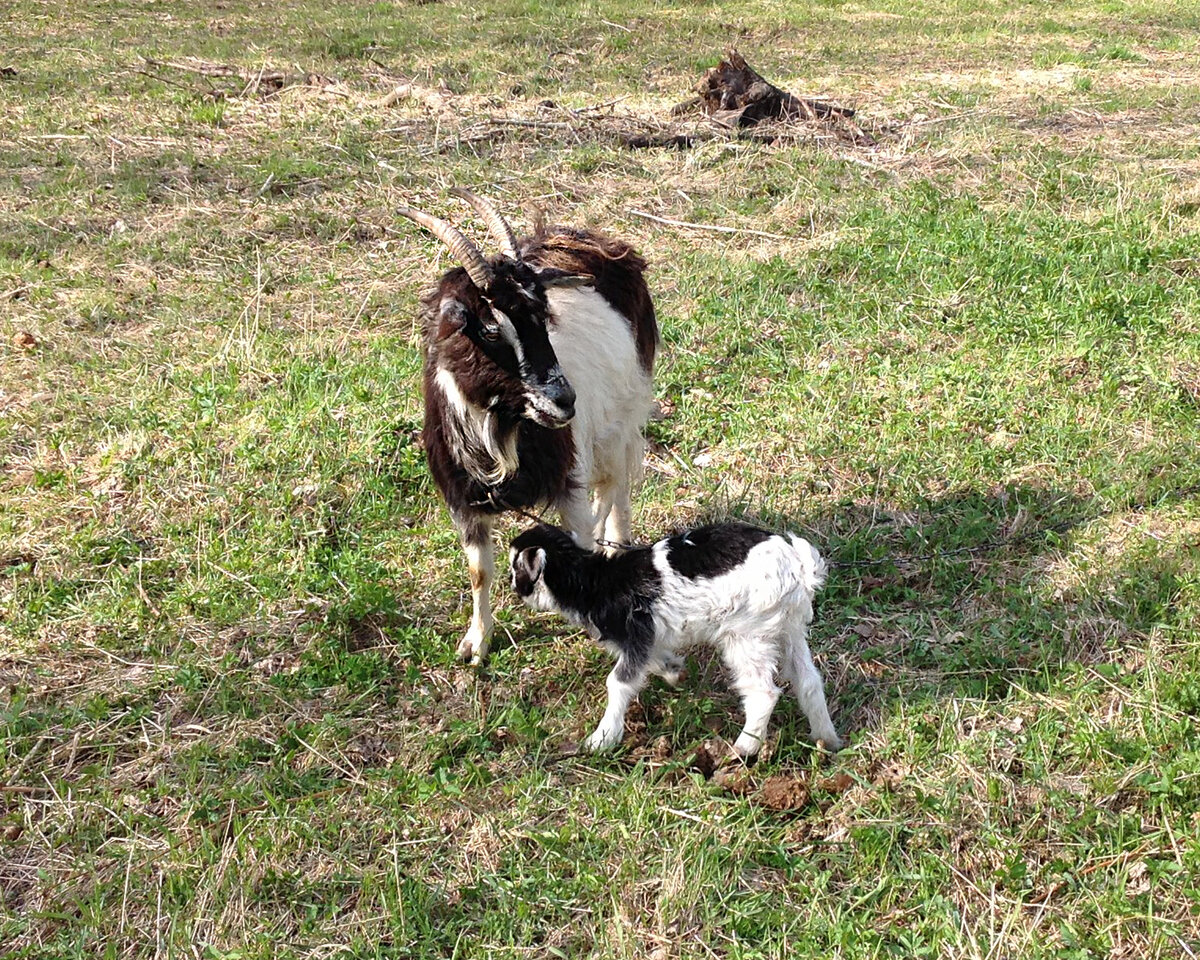 Милка со своим козликом