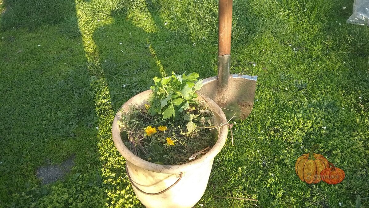 Война с одуванчиками, мы побеждаем. 