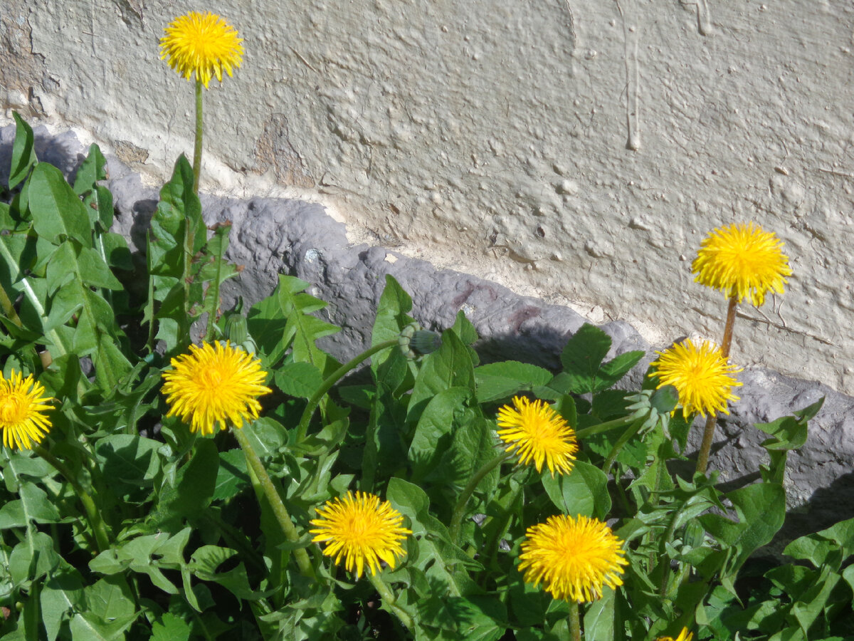 Стайка одуванчиков пригрелась у солнечной стены.
