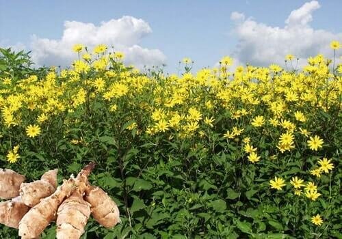 Топинамбур в дар (Москва). Дарудар