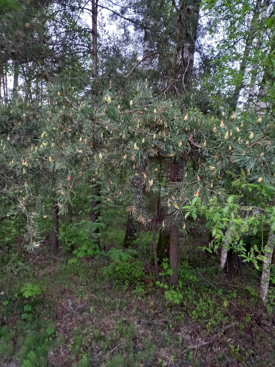 По пути сфоткала цветущую сосенку