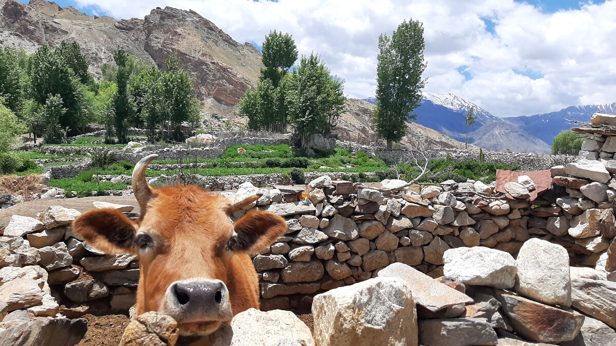 Коровка тоже приветствовала нас в этой деревне!