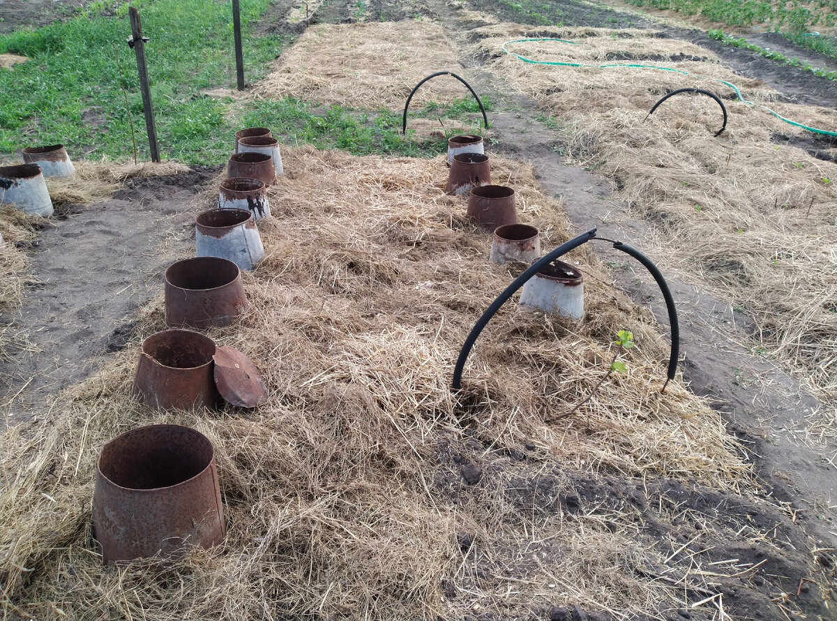 Грядка номер раз