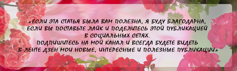 Что делать, если скручиваются листья у герани?