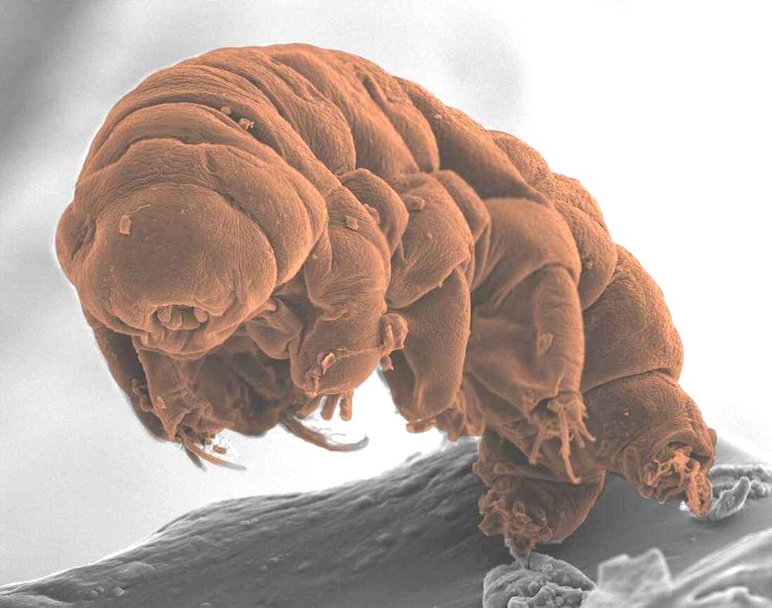 Тихоходки похожи на увальней-медведей