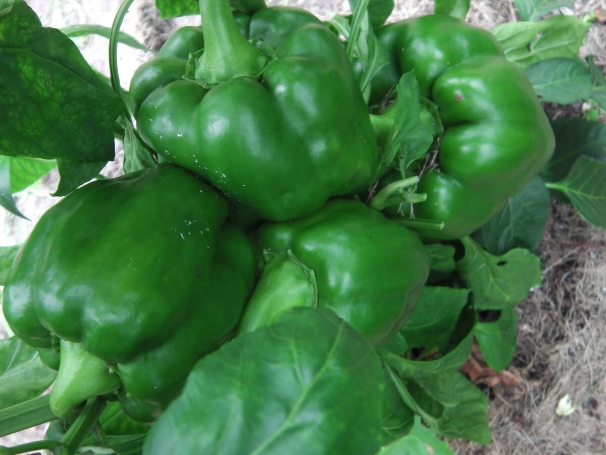 Перцы в этом году долго не зреют. Фото автора 