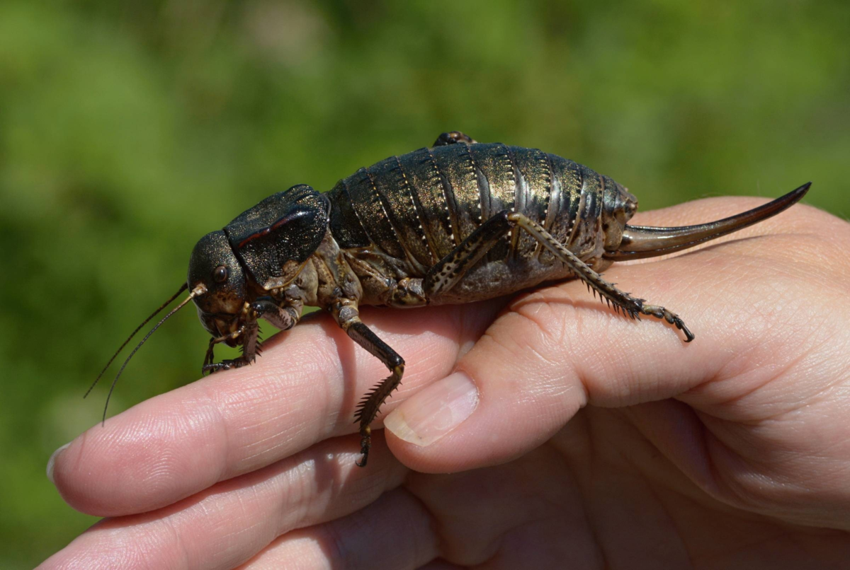 Здравствуй, кожаная веточка.