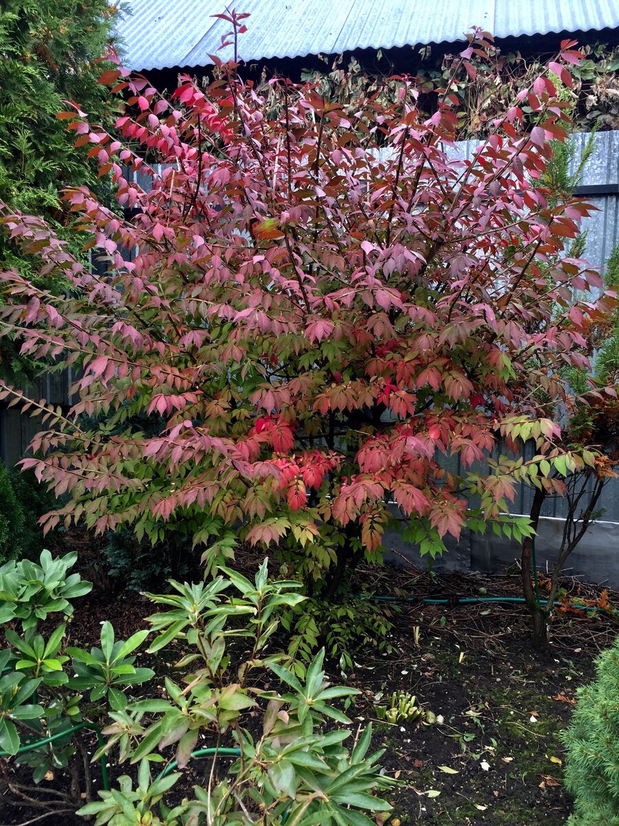 А это он сейчас, в 2021 году. Фото от 24 .09.2021. Начал краснеть. 