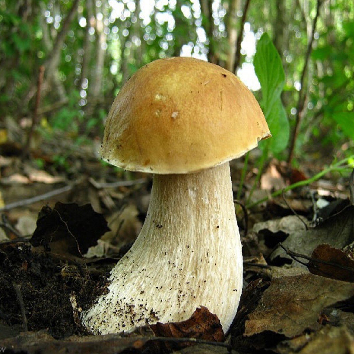 Белый гриб берёзовый Boletus betulicola