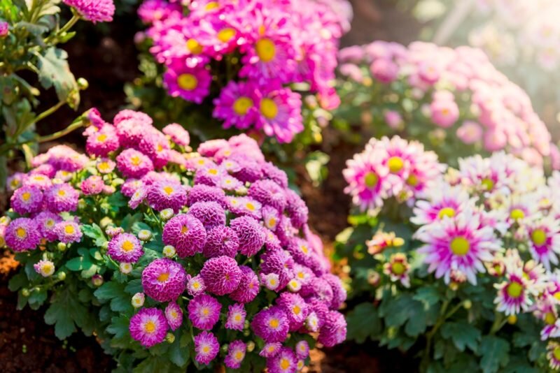 Хризантемы. Иллюстрация для статьи используется по стандартной лицензии ©dachnyedela.ru