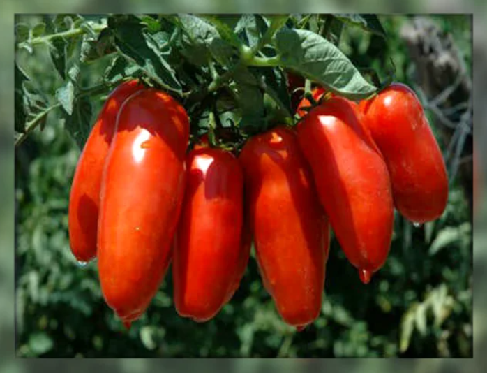 Добавьте описание