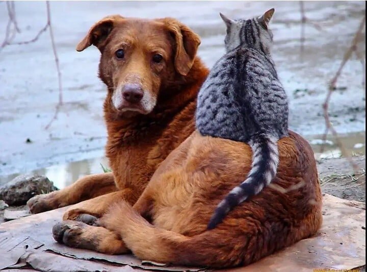 иллюстрация из яндекс картинки.