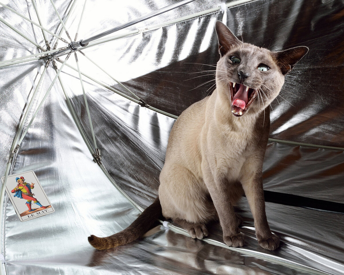 Кот с зонтиком. Зонт с котиками. Кот под зонтом. Котик под зонтиком. Котики зонтики