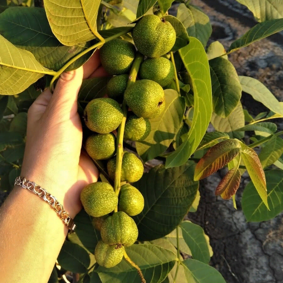 грецкий орех