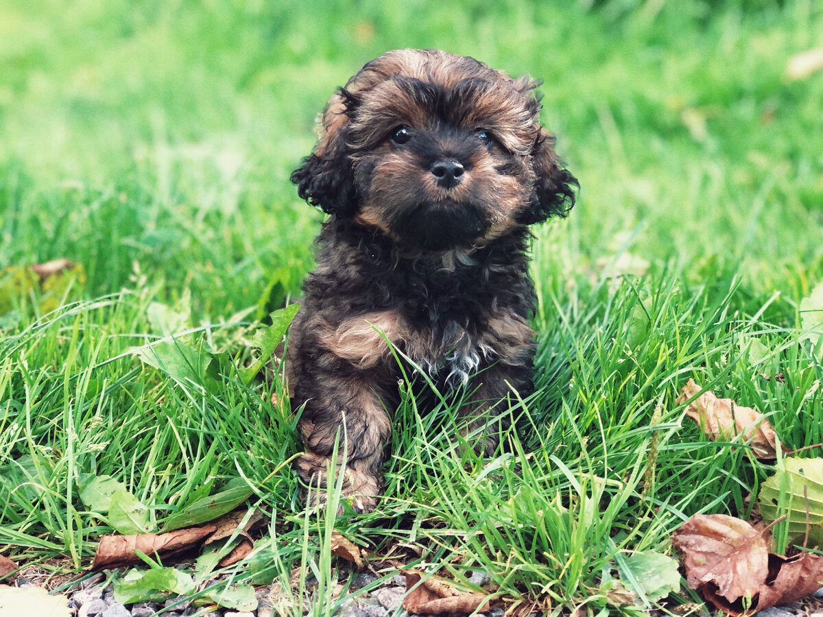 Black Maltipoo Maltipoo puppy, Super cute puppies, Yorkie poo puppies