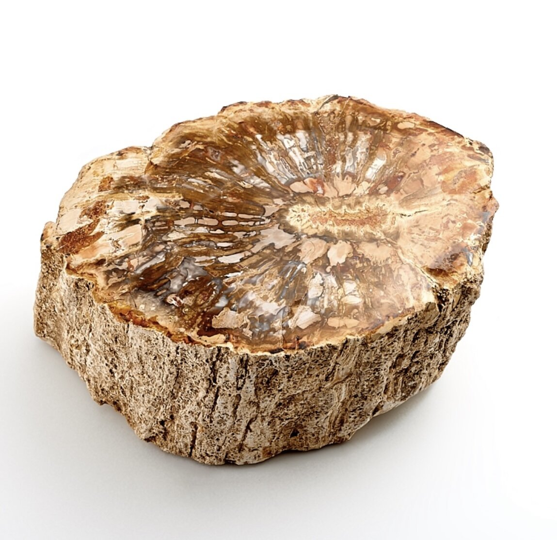 Спил окаменелого дерева