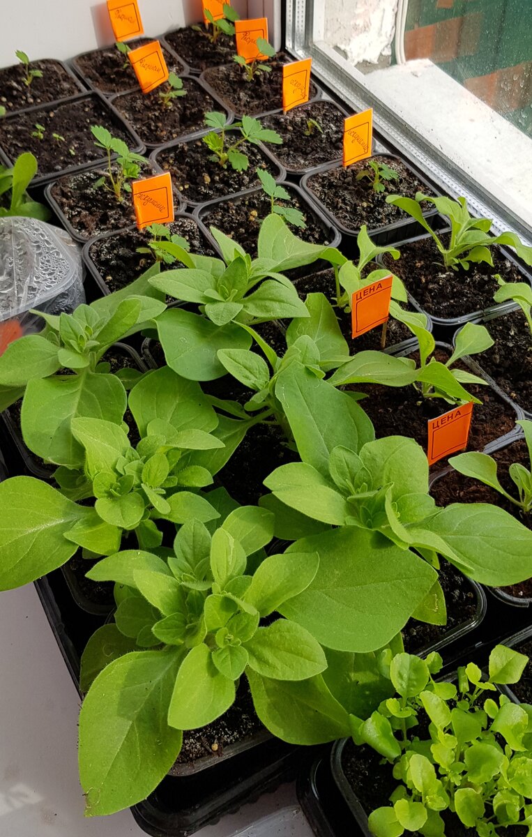 Когда можно сеять петуньи. Когда сеять петунии чтобы цвели в мае. Когда можно сеять петуньи. Петуния прилив серебряный. Петуния пикировка рассады.