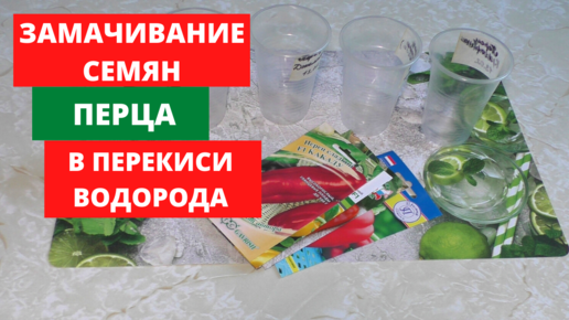 Замачивание семян перца перед посадкой в перекиси