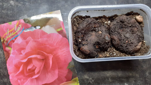 Луковицы бегонии клубневой. Черенкование клубневой бегонии. Когда будить бегонию. Бегония клубневая зацветает. Бегония клубневая всходы.