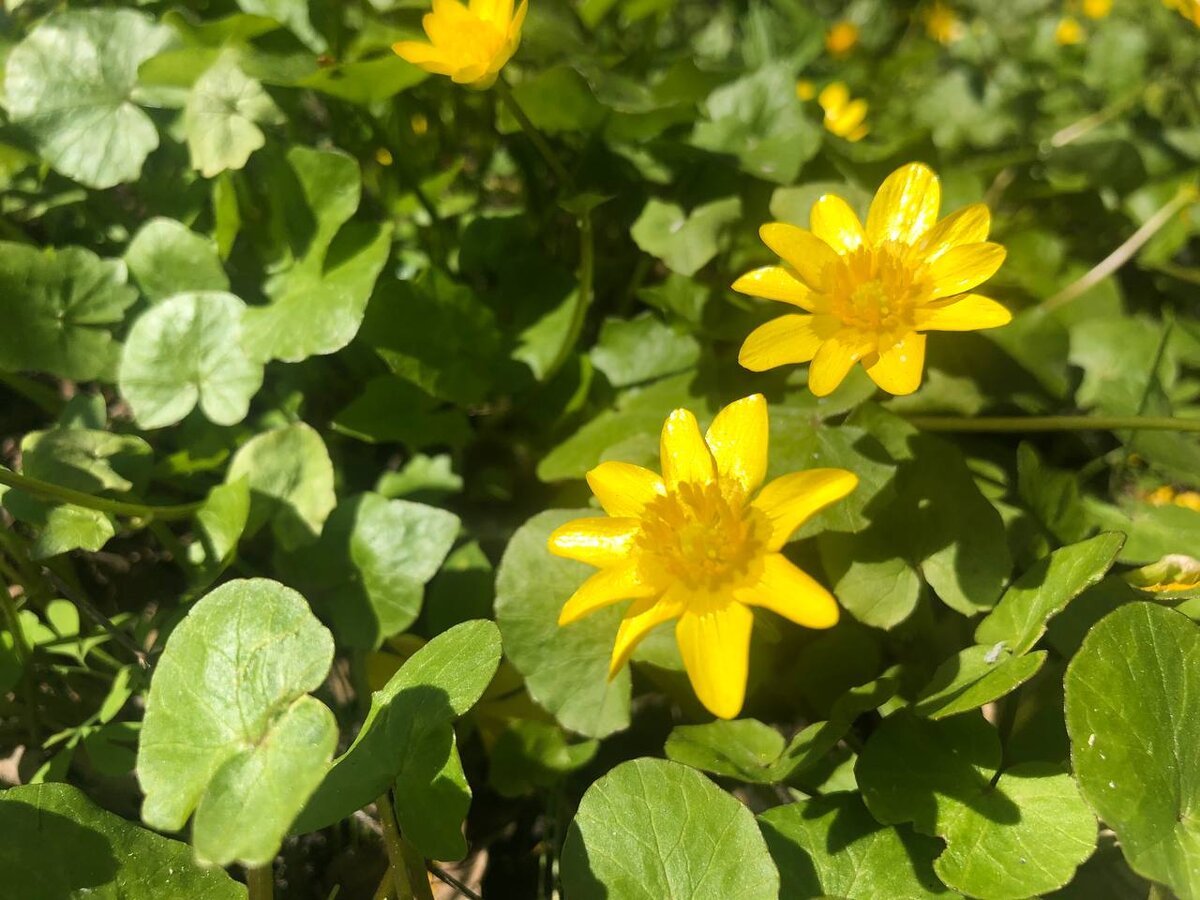 уже цветочки