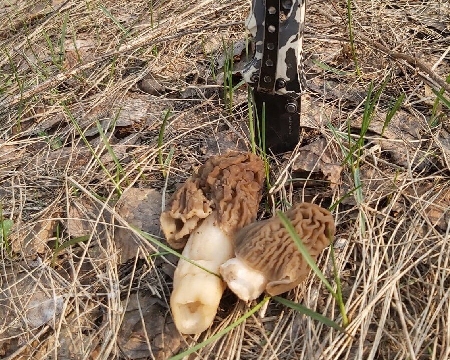 Грибы сморчки. Фото: Денис ВИНОКУРОВ.