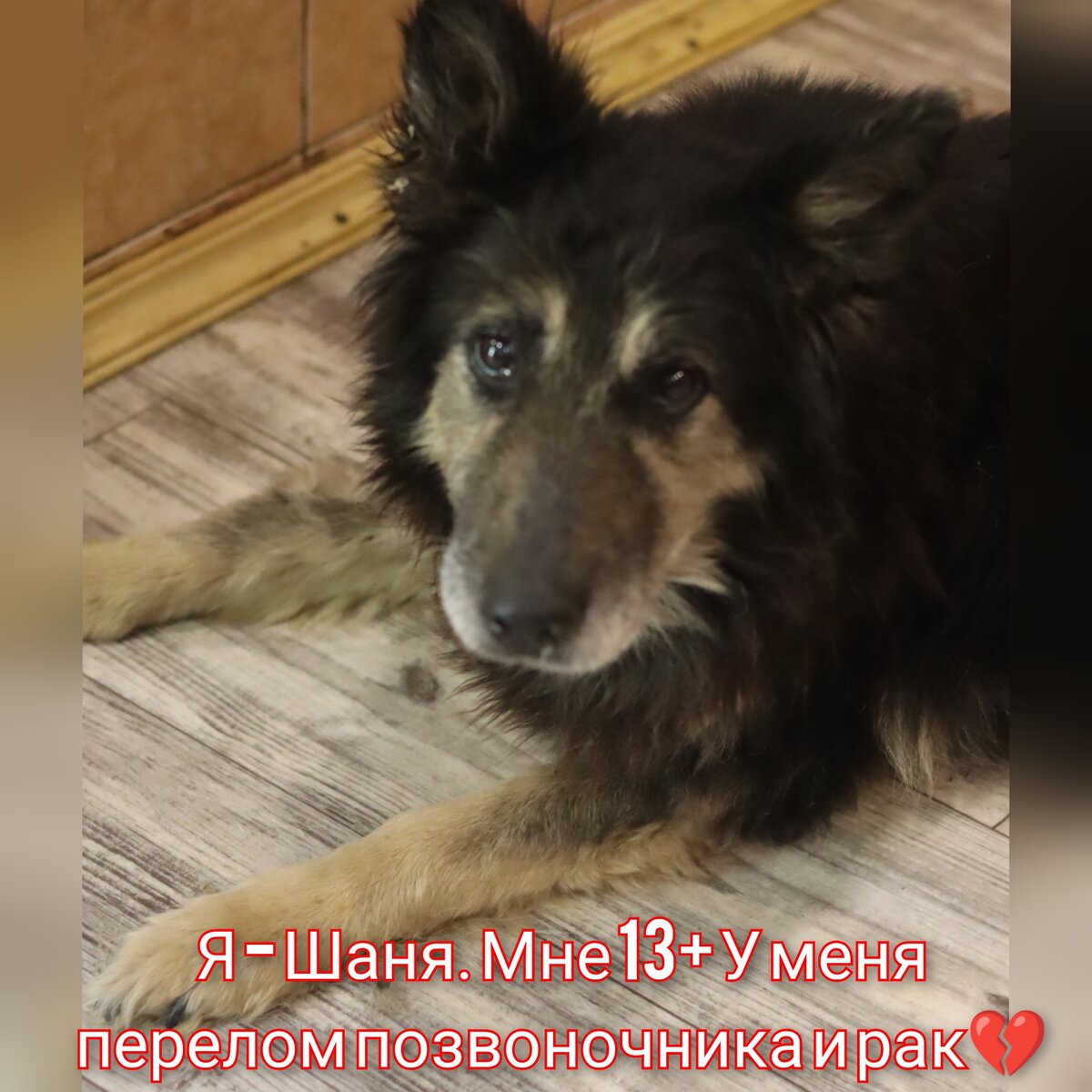 Она лежала прямо на рельсах, в мороз - 20 неизвестную продолжительность времени💔 Никогда не забуду как мы спасали её.. Это было что-то... У Шани травма позвоночника вывих головки бедра, и рак. Она почти ничего не видит и плохо слышит. Но она жива до сих пор благодаря любви и уходу.. Не знаю сколько она протянет, но я считаю что каждый достоен жить... 
Я умоляю помочь в  оплате передержки (17 000) Прошлый месяц удалось оплатить труднее чем было раньше... На этот у нас почти ничего не собрано, а оплата передержки через несколько дней... 

💳Карта сб 2202 2024 6687 1666
Прикреплена к номеру 89178312475 (НЕ ДЛЯ ЗВОНКОВ!) на имя
Елена Леонидовна Т.
💳 Карта Тинькофф 5213243915883746 на имя Елена Леонидовна Т.
💳 Карта ВТБ  2200 2404 4782 2665 на имя Елена Леонидовна Т
💰Киви-кошелек 8 960 892 17 31
📱Голодный номер 8 960 892 17 31
☎️ 8 960 892 17 31
По поводу переводов из-за границы,  работает корона пей. Пишите в личку
https://vk.com/club197011667
Фин отчёт в обсуждениях
#собака_с_гэс