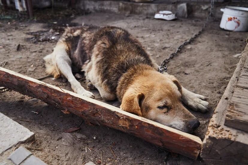 Приют "Омские хвостики"